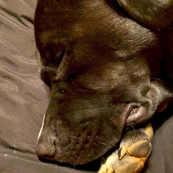 Dog asf - Picture 1 of 1